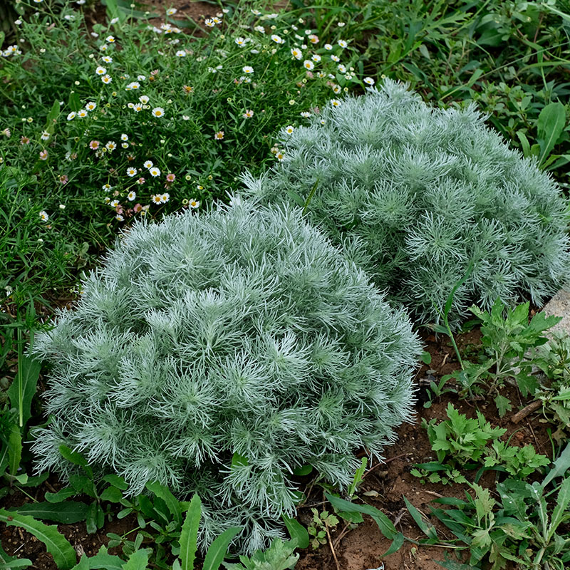 多年生朝雾草种苗花种子苗阳台庭院盆栽易种活四季种花卉