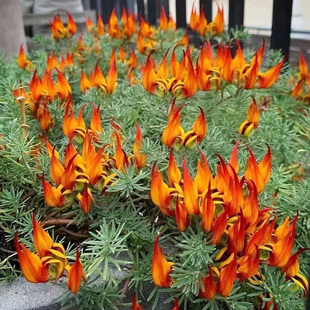 鹦鹉嘴百脉根花苗加那利垂吊银叶耐热多年生阳台窗台盆栽冬季