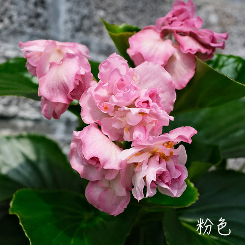四季重瓣种子花卉阳台绿植