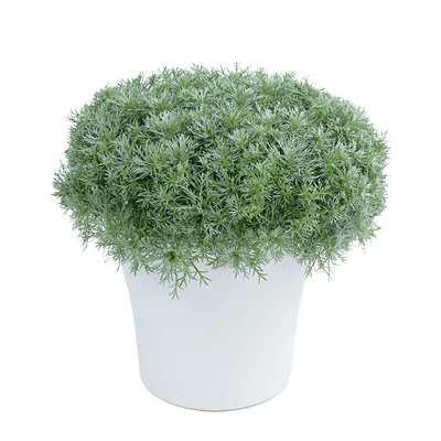 多年生朝雾种苗盆栽花苗