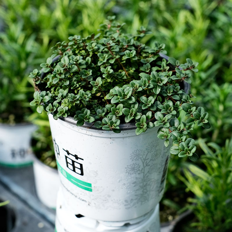 百里香盆栽铺地柠檬桃花匍匐四季种阳台庭院室内外香草植物