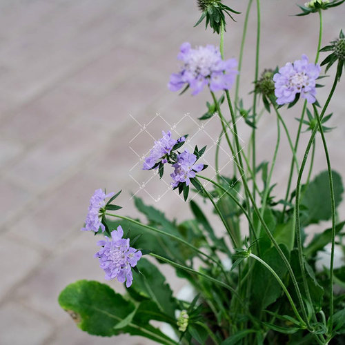 逸棵蓝盆花花苗多年生阳台庭院