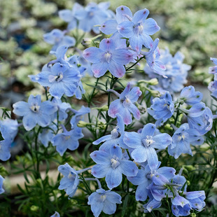 大花飞燕草花苗小苗宿根多年生阳台庭院盆栽花卉植物易种活好养