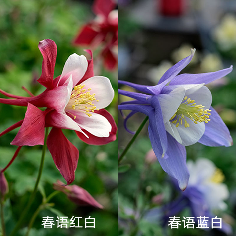 逸棵耧斗菜花苗阳台庭院春季开花