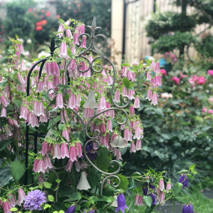 垂吊风铃草花苗紫斑种子小苗卢布红衣黄二重阳台庭院盆栽室内外