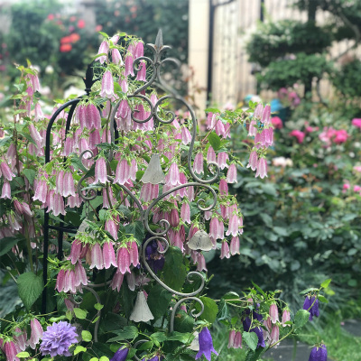 逸棵多年生垂吊紫斑风铃草花苗