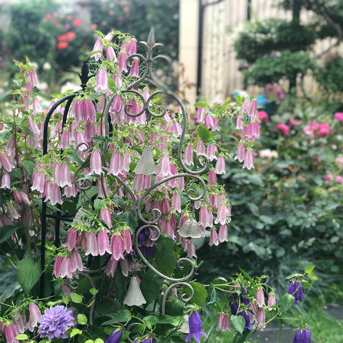 逸棵多年生垂吊紫斑风铃草花苗