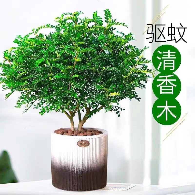 清香木室内外驱蚊虫驱蚊虫植物