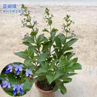 蓝蝴蝶花苗室内外盆栽 阳台盆栽花卉 开花似群蝶飞舞 花姿美优雅