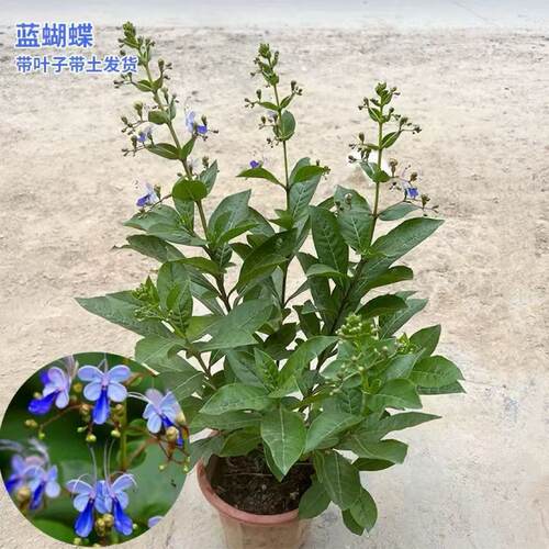 蓝蝴蝶花苗室内外盆栽 阳台盆栽花卉 开花似群蝶飞舞 花姿美优雅