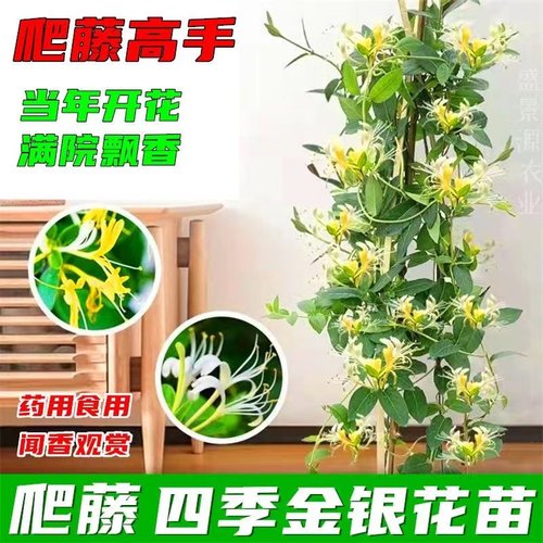 黄白金银花阳台四季开花