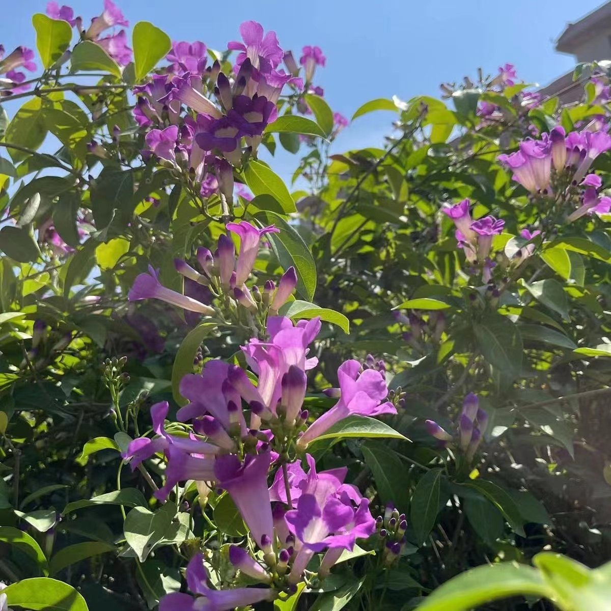 爬藤植物蒜香藤花苗庭院围墙藤本四季常绿秋冬季开花密集变色藤花