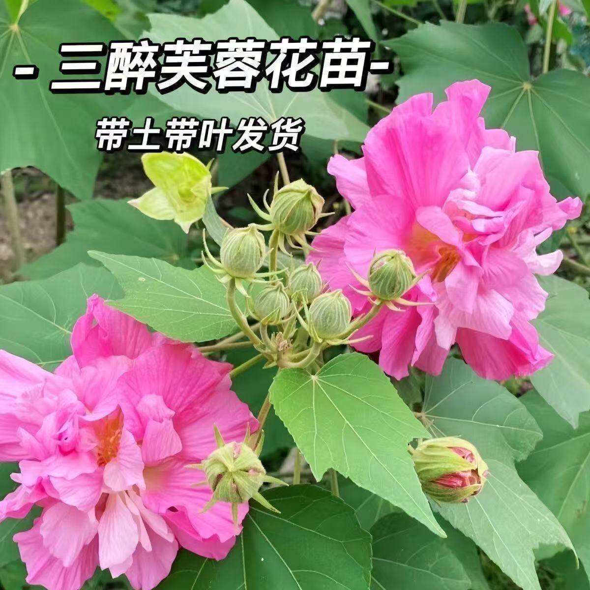 芙蓉花盆栽 秋冬开花重瓣醉芙蓉 木芙蓉 三醉芙蓉花 庭院阳台绿化