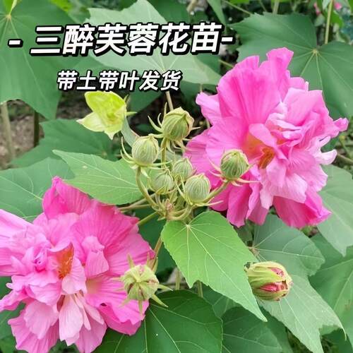 芙蓉花盆栽 秋冬开花重瓣醉芙蓉 木芙蓉 三醉芙蓉花 庭院阳台绿化