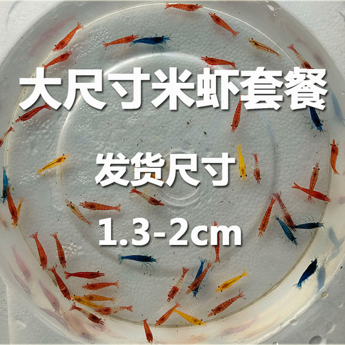 大尺寸观赏虾淡水活体除藻工具宠物极火黑壳樱花香吉士琉璃蓝宝石