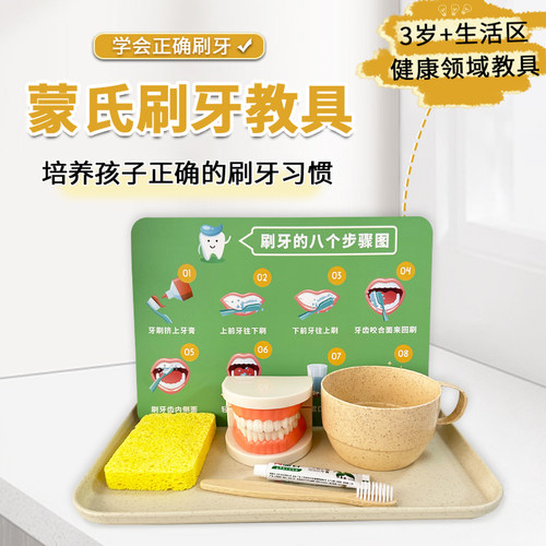 牙齿模型刷牙练习蒙氏教具