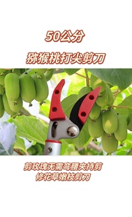 摘丝瓜专用剪子40公分玫瑰花抬剪月季百合抬剪花农采花专用