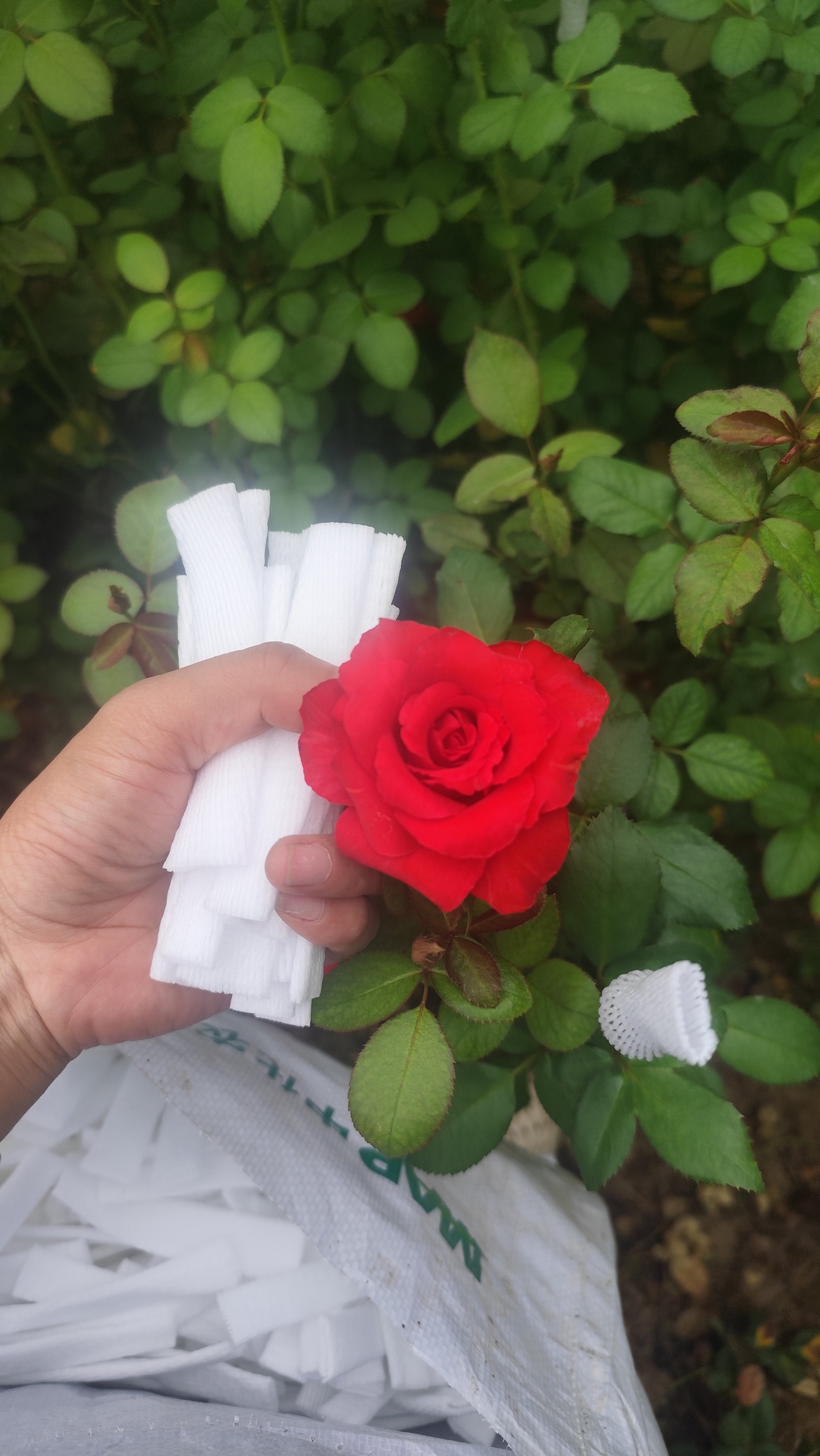 小软枣猕猴桃网套玫瑰花网套鲜花花苞珍珠棉泡沫网包装保护网套