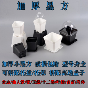 加厚多肉小黑方盆闷养盖多肉种植叶插育苗塑料厚花盆食虫玉露花盆