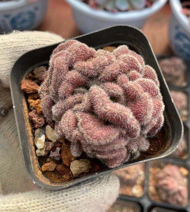 红檀缀化4-6cm实拍 红色仙人球多肉植物