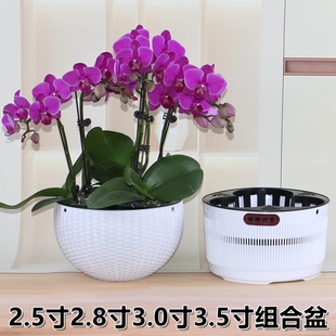 蝴蝶兰专用组合花盆小盆栽拼组盆圆形定植育苗钵控根透气兰花杯