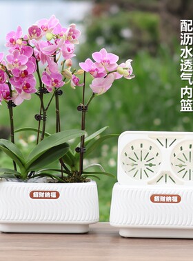 蝴蝶兰两棵拼组合专用花盆2.5寸2.8寸兰花杯定植篮一帆风顺种植钵
