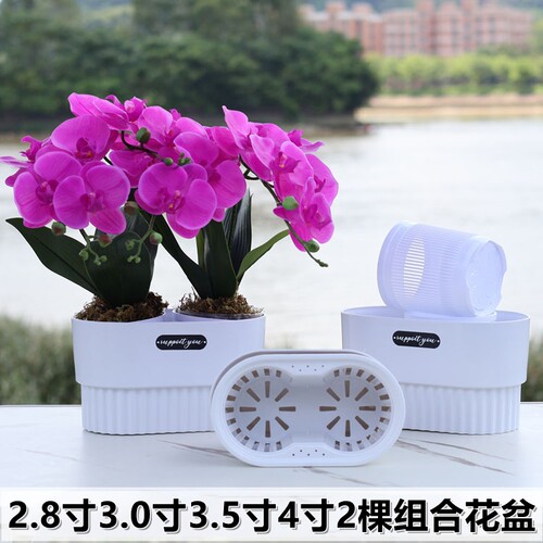 2.8寸3.0寸3.5寸4寸兰花杯蝴蝶兰组合盆2棵小盆栽拼盆定植篮套盆