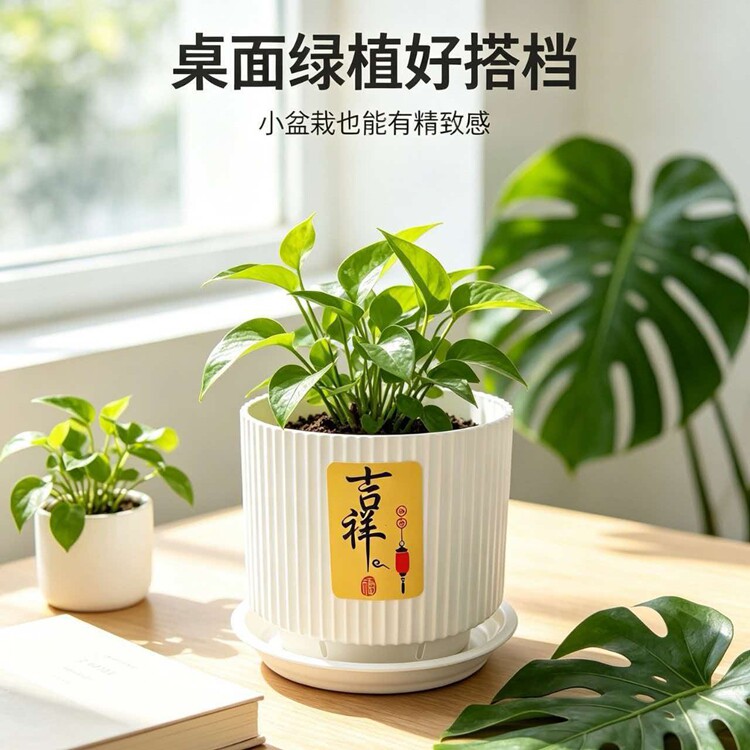 吉祥如意竖纹花盆蝴蝶兰花专用种植花盆多肉石斛沥水透气控根花钵图片