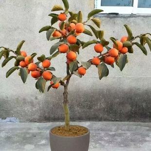 矮化柿子树盆栽地栽南北方种植阳台庭院火晶脆甜柿耐寒嫁接果树苗