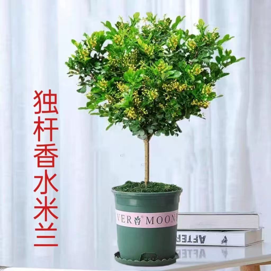 香水米兰盆栽老桩独杆树苗带花苞花卉绿植室内阳台驱蚊植物图片