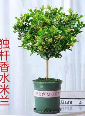 香水米兰盆栽老桩独杆树苗带花苞花卉绿植室内阳台驱蚊植物