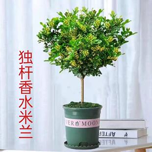 香水米兰盆栽老桩独杆树苗带花苞花卉绿植室内阳台驱蚊植物