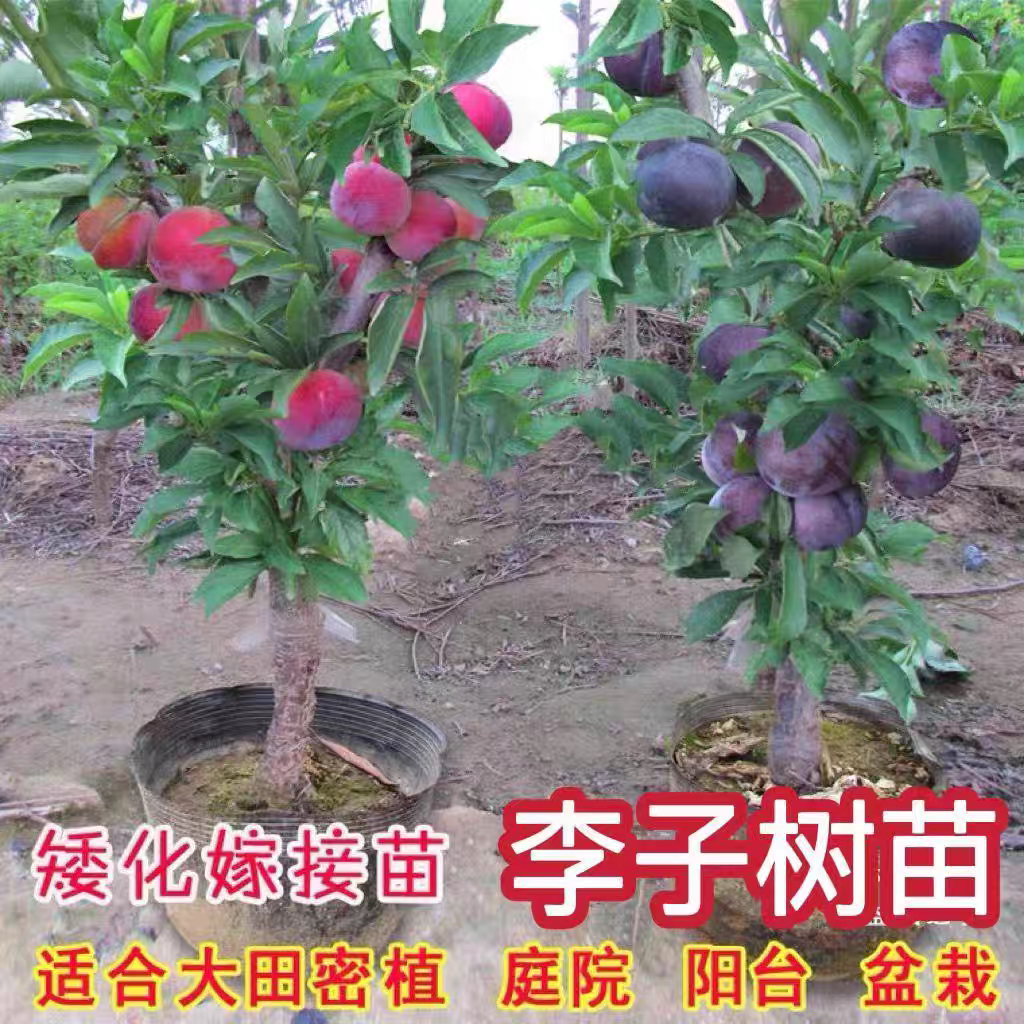 矮化盆栽李子树苗嫁接李子苗盆栽地栽南北方种植当年结果