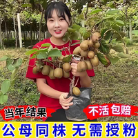 獼猴桃樹苗南北方庭院陽臺盆栽紅心獼猴桃苗四季種植當(dāng)年結(jié)果