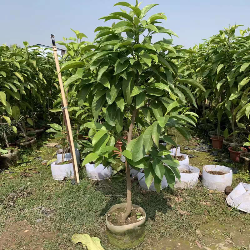 盆栽阳台白兰花绿植四季