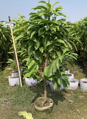 盆栽阳台白兰花绿植四季