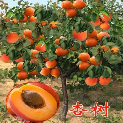 嫁接杏树苗当年结果特大巨蜜王