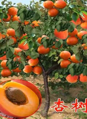 嫁接杏树苗当年结果特大巨蜜王