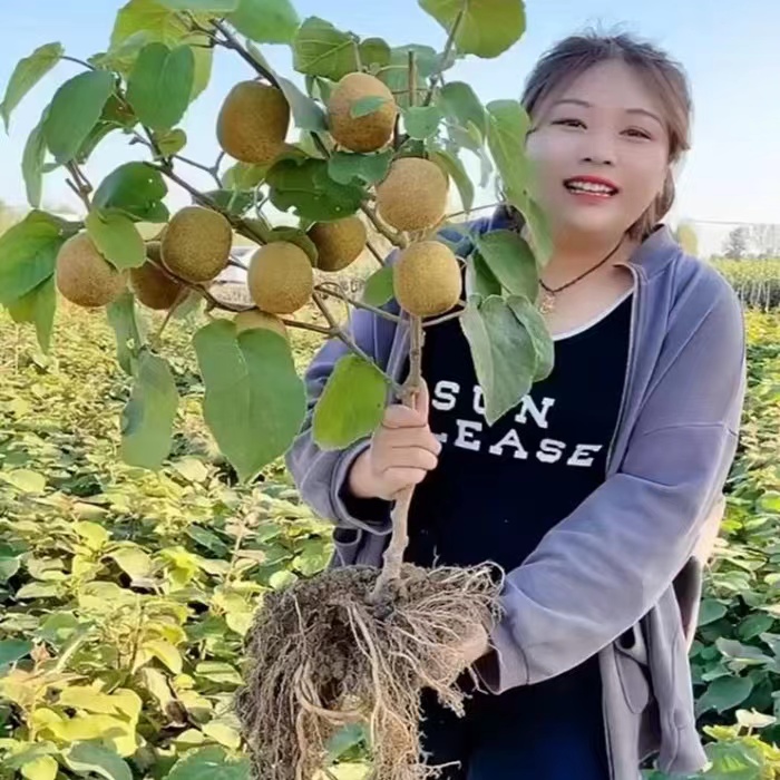 猕猴桃树苗南北方庭院阳台盆栽红心猕猴桃苗四季种植当年结果