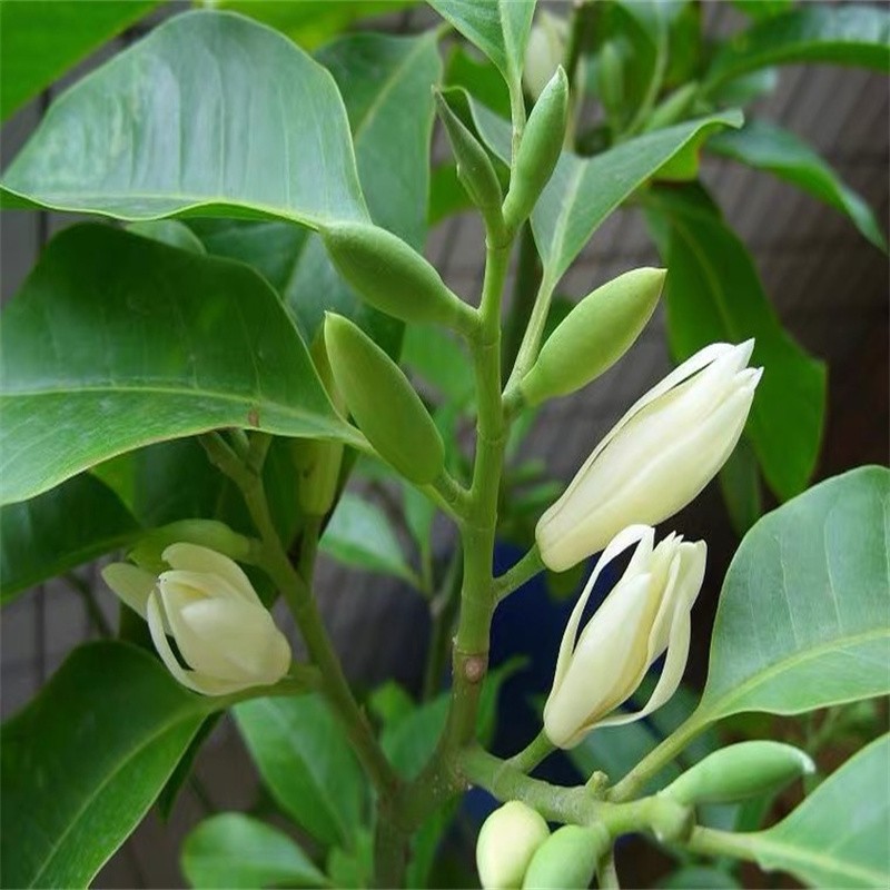 盆栽阳台白兰花绿植四季