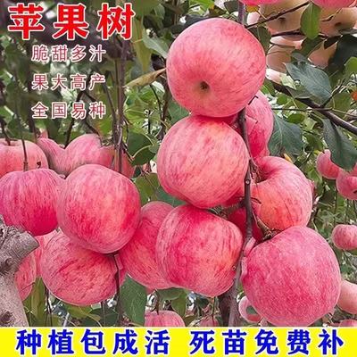 正宗嫁接苹果树苗地栽盆栽花牛红富士冰糖心苹果苗南北方种植
