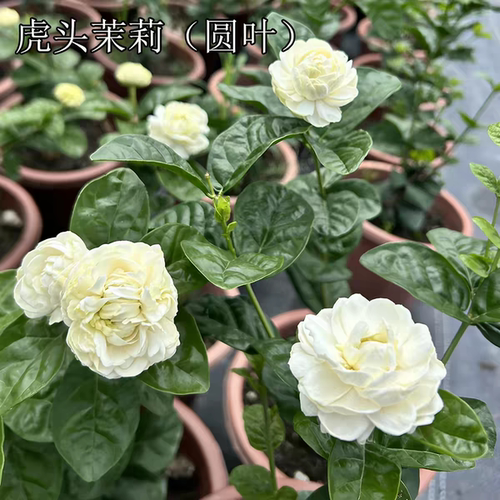 正宗圆叶虎头茉莉，浓香型重瓣茉莉花，稀有品种，徐州发货。