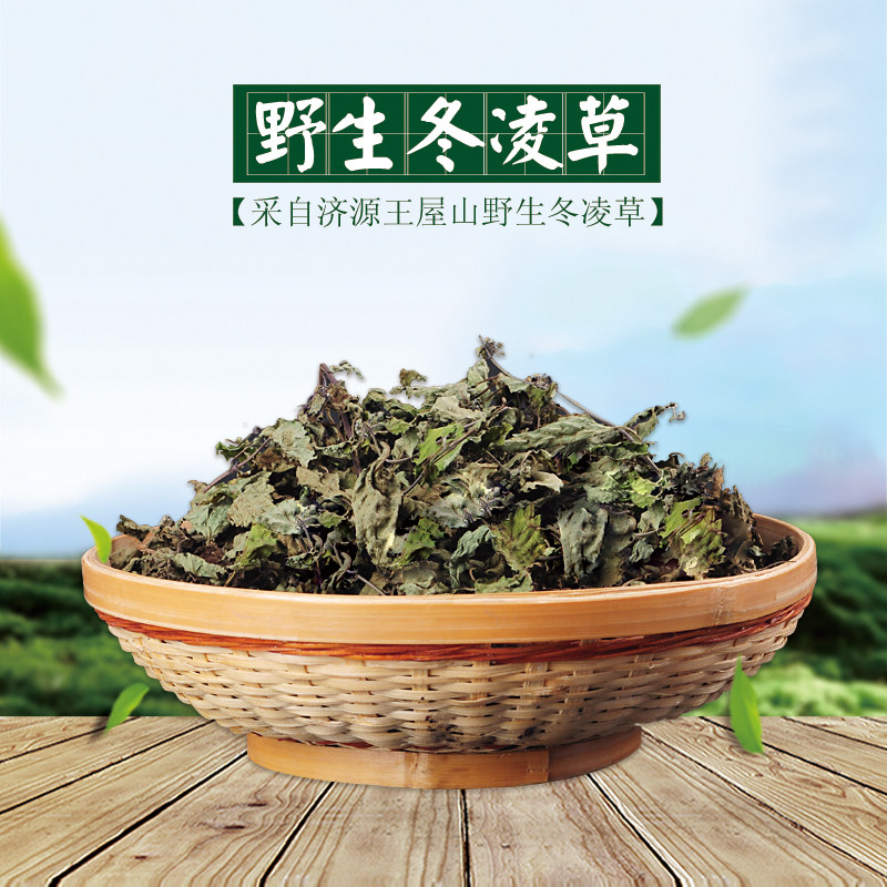 野生冬凌草纯叶河南济源王屋山冬凌草润喉利咽教师主播