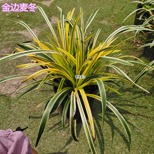 花镜植物金边麦冬草盆栽室外阳台花叶麦冬耐寒造景花坛花园搭配