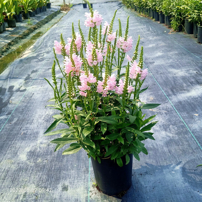 假龙头花随意草盆栽阳台庭院花镜多年生宿根花卉耐热耐寒植物包邮