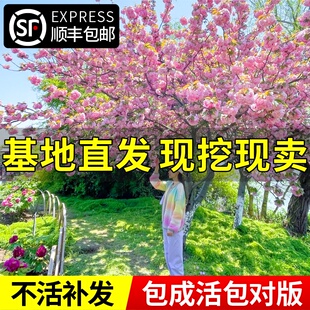 日本树苗庭院大型晚樱盆栽地栽四季南北方种植风景树绿化树苗