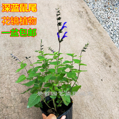 花镜植物深蓝鼠尾草盆栽观赏 庭院花园地栽阳台幻紫鼠尾草盆栽