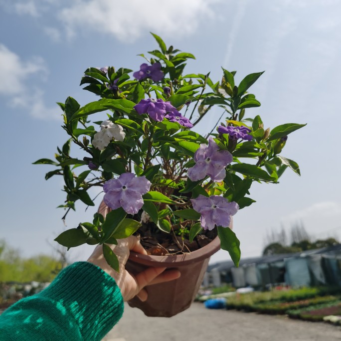 包邮双色茉莉盆栽重瓣茉莉苗 茉莉花苗 盆栽花卉 白茉莉 茉莉苗