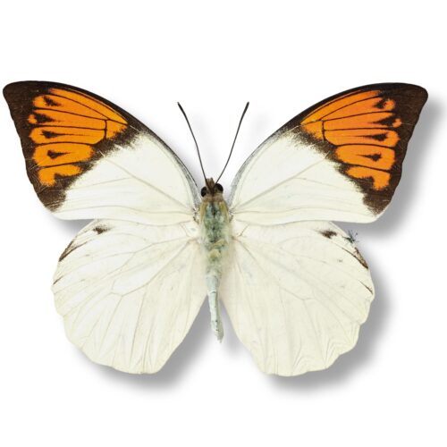 鹤顶粉蝶真蝴蝶标本原蝶未展翅