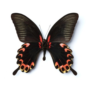 苔美凤蝶 真蝴蝶标本原蝶未展翅手工diy制作装饰画材料精品-